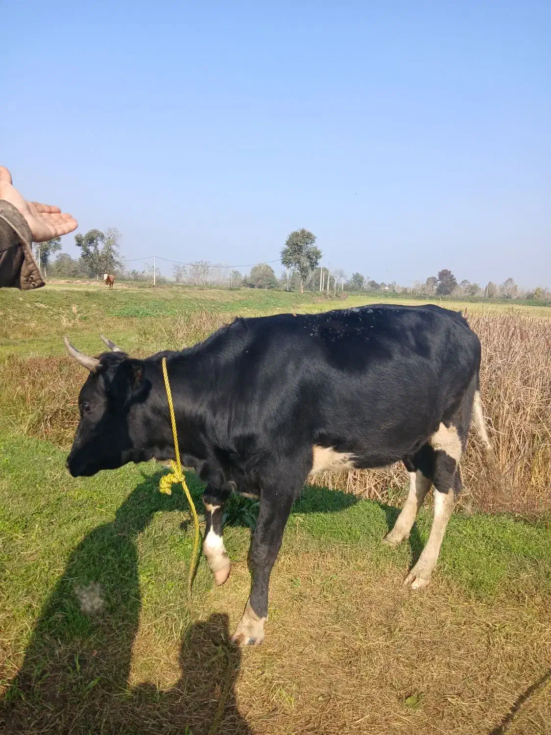 گاو ماده ۴ ماه بار دار به فروش میرسد|حیوانات مزرعه|سنگر, |دیوار
