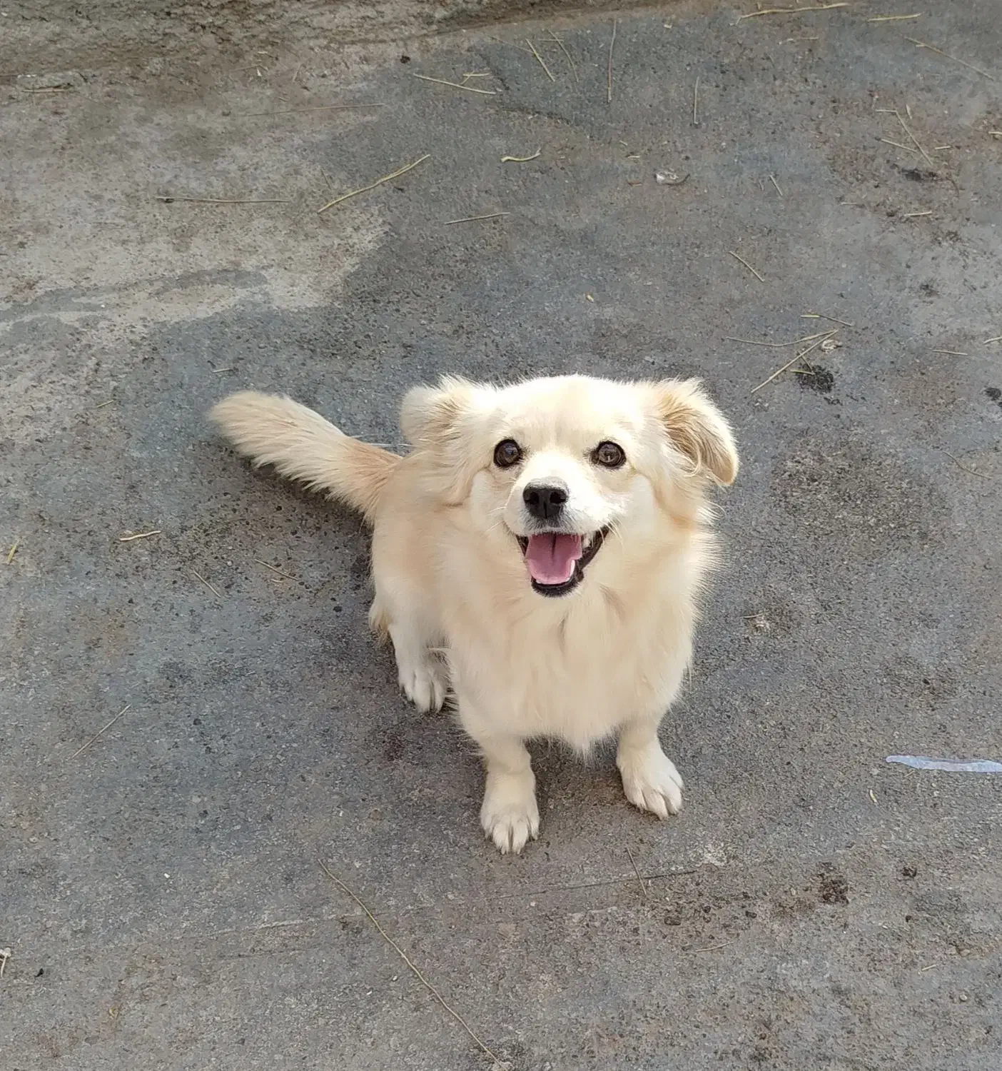 سگ خارجی|سگ|کاشان, راوند|دیوار