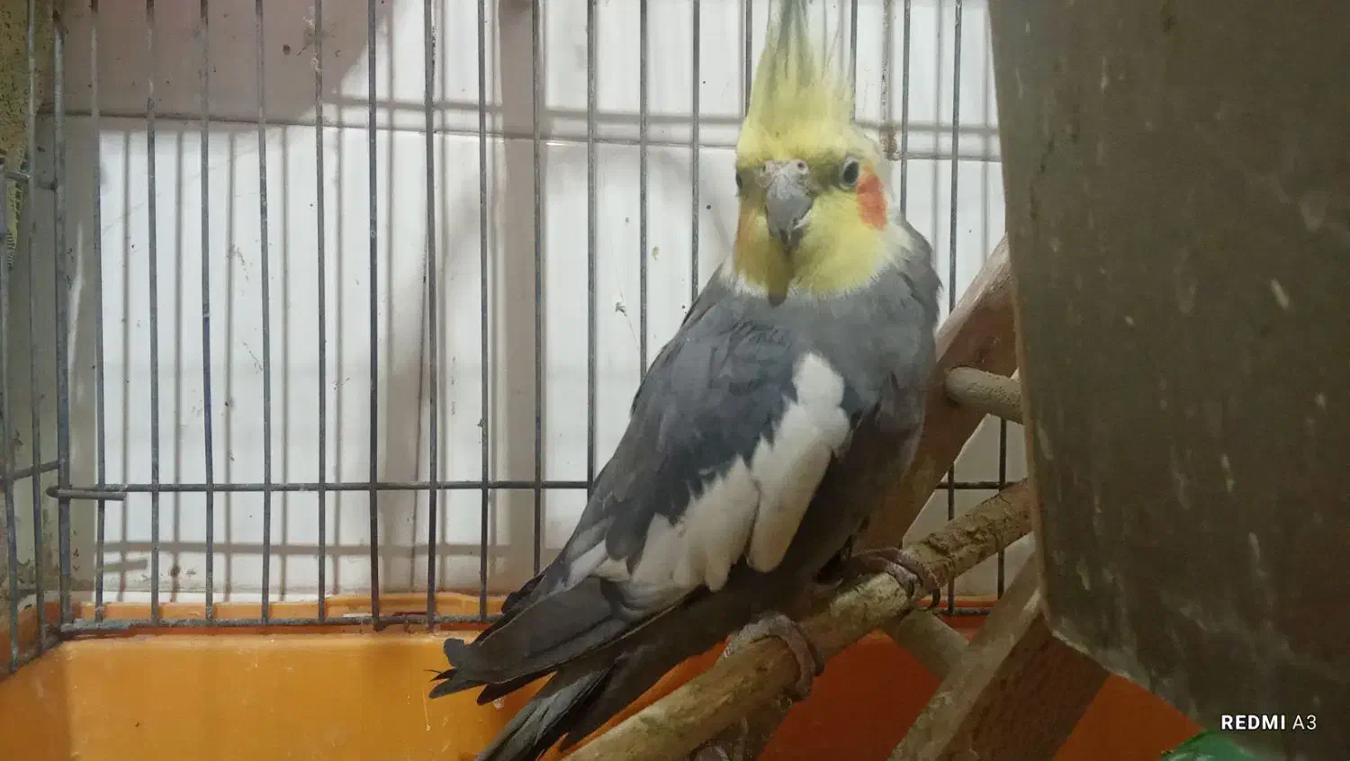 عروس هلندی نر|پرنده|بندر امام خمینی, |دیوار