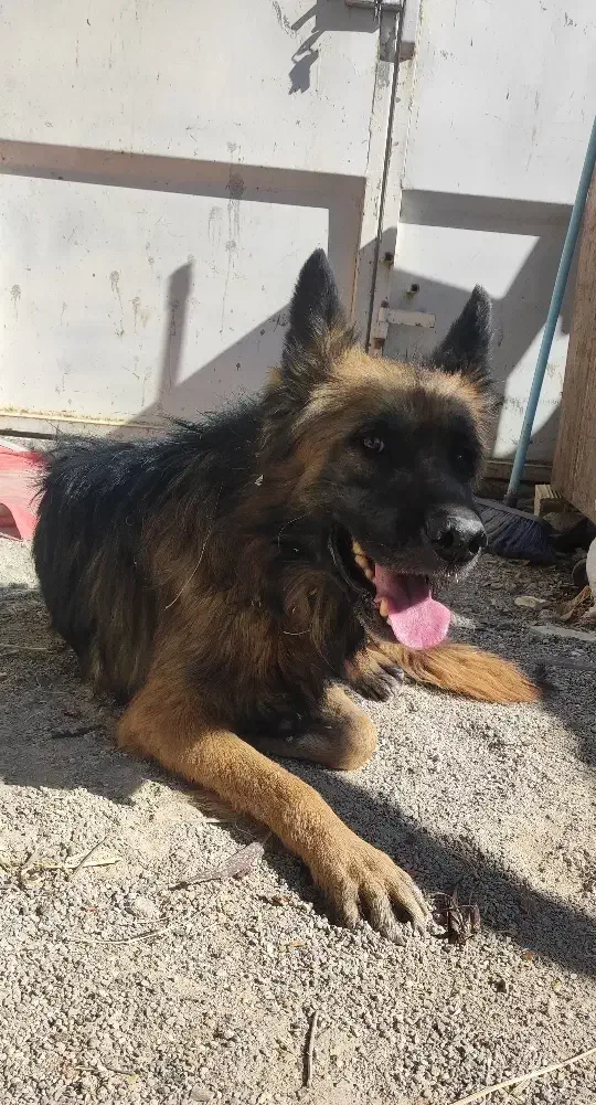 سگ ژرمن شپرد|سگ|بابا حیدر, |دیوار