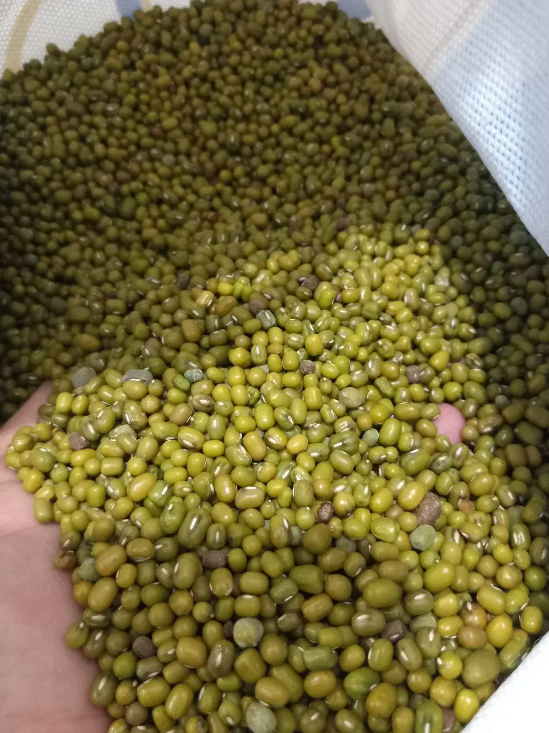 لوبیا.ماش.باقله|فعالیت داوطلبانه|شوشتر, |دیوار