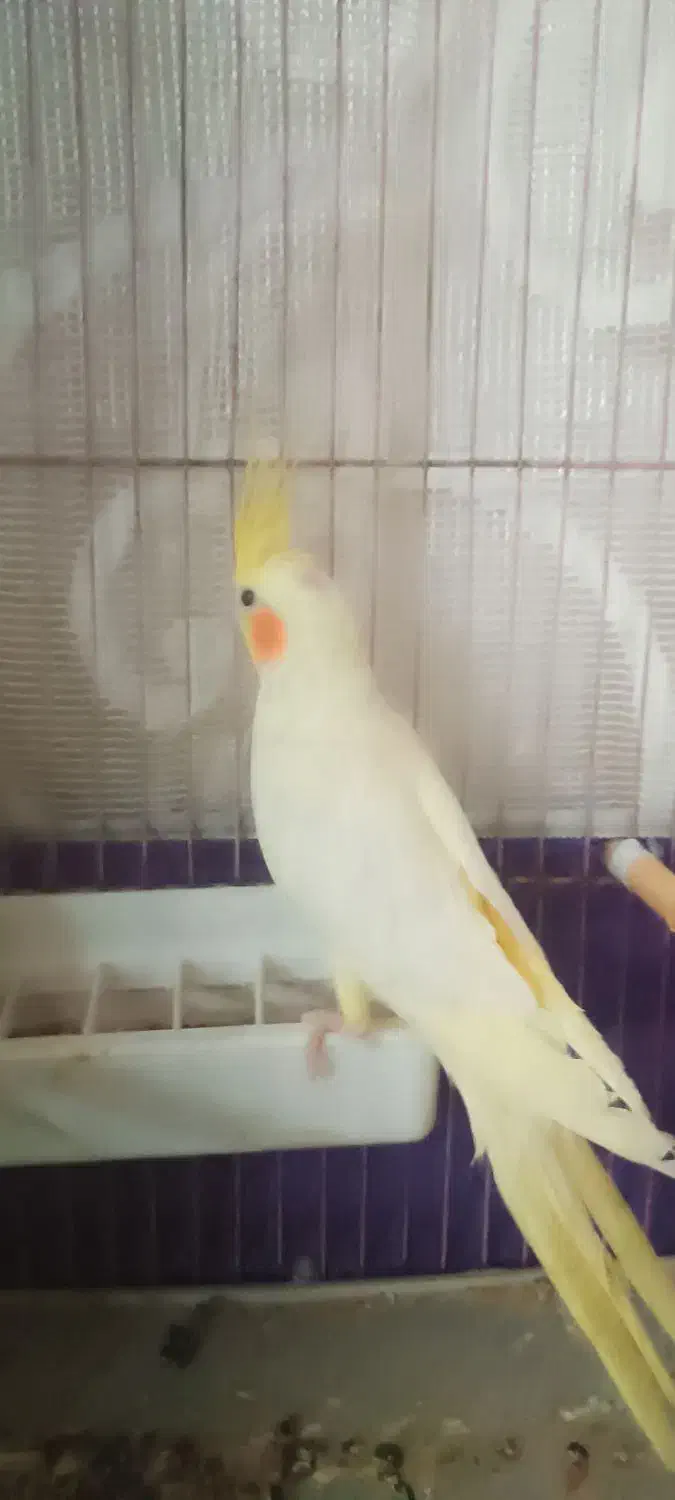 یک جفت عروس هلندی|پرنده|سراب, |دیوار