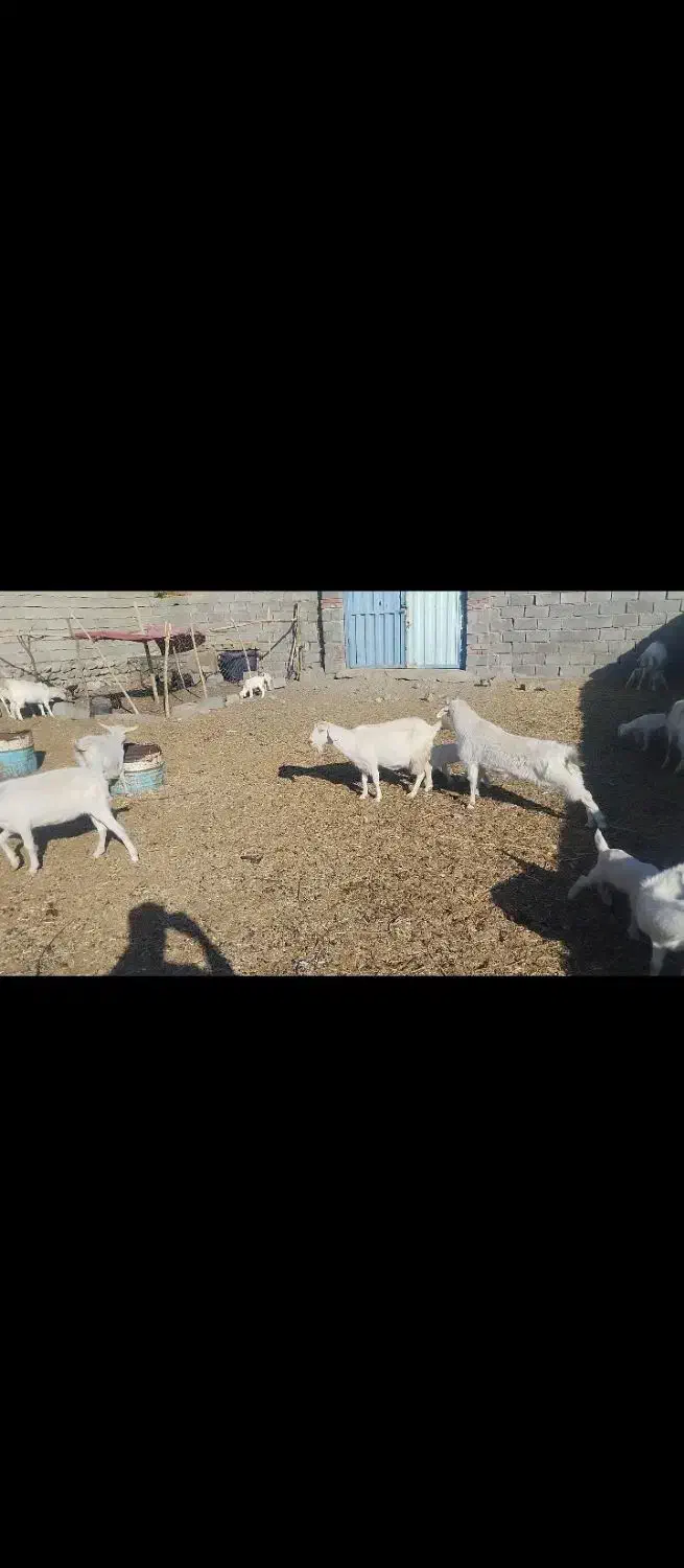 بز سانن اصل|حیوانات مزرعه|بافت, |دیوار