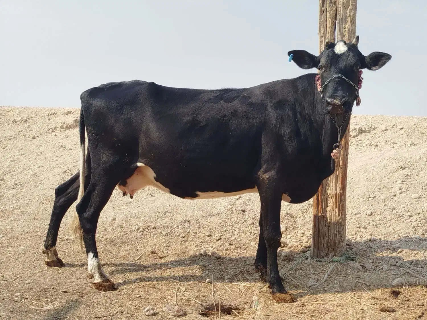 گاو خارجی ابستن شادگان|حیوانات مزرعه|شادگان, |دیوار