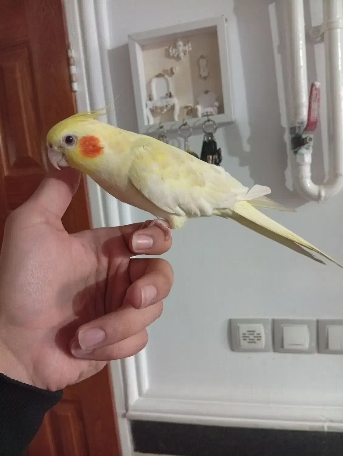 عروس هلندی|پرنده|رزن, |دیوار