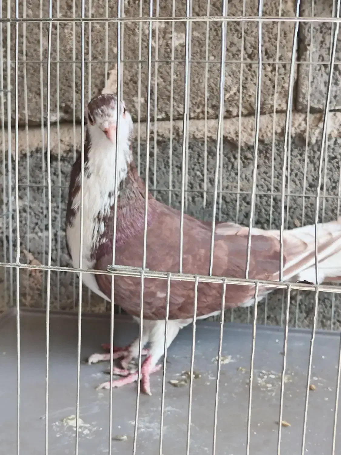 کفتر|پرنده|ابریشم, |دیوار