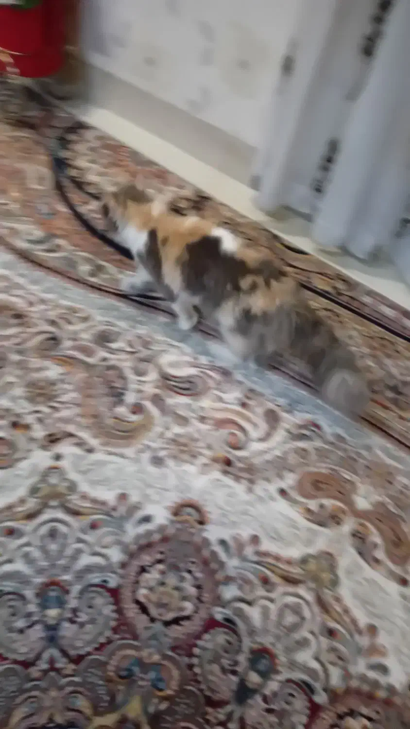 فروش یک جفت گربه نر وماده نژاد پرشین|گربه|زاهدان, |دیوار