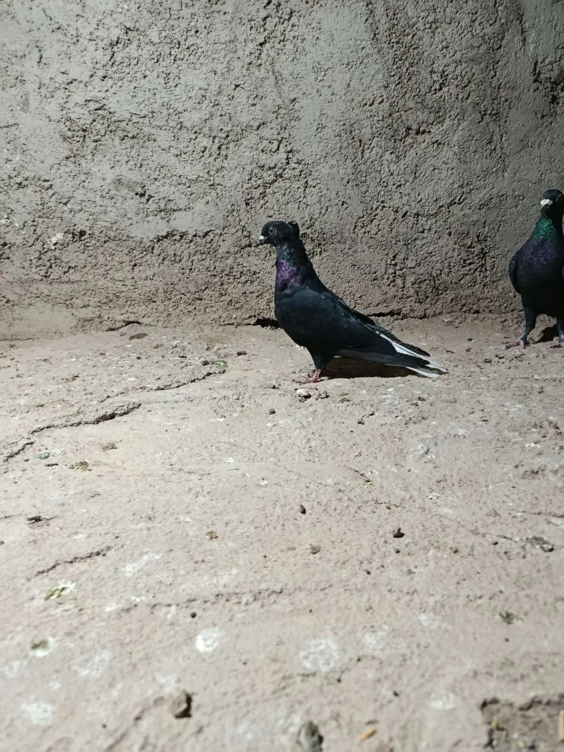 کفتر|پرنده|رفسنجان, |دیوار