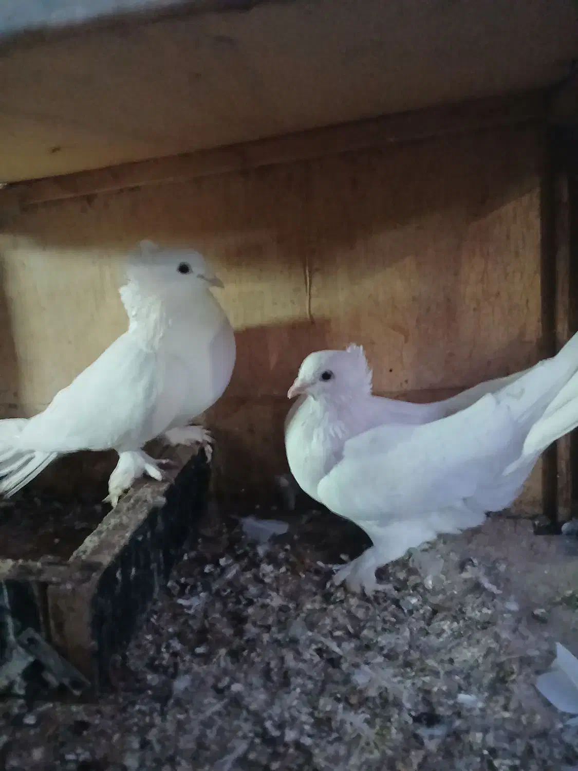 سلام یه جفت پاپر|پرنده|دماوند, دماوند|دیوار