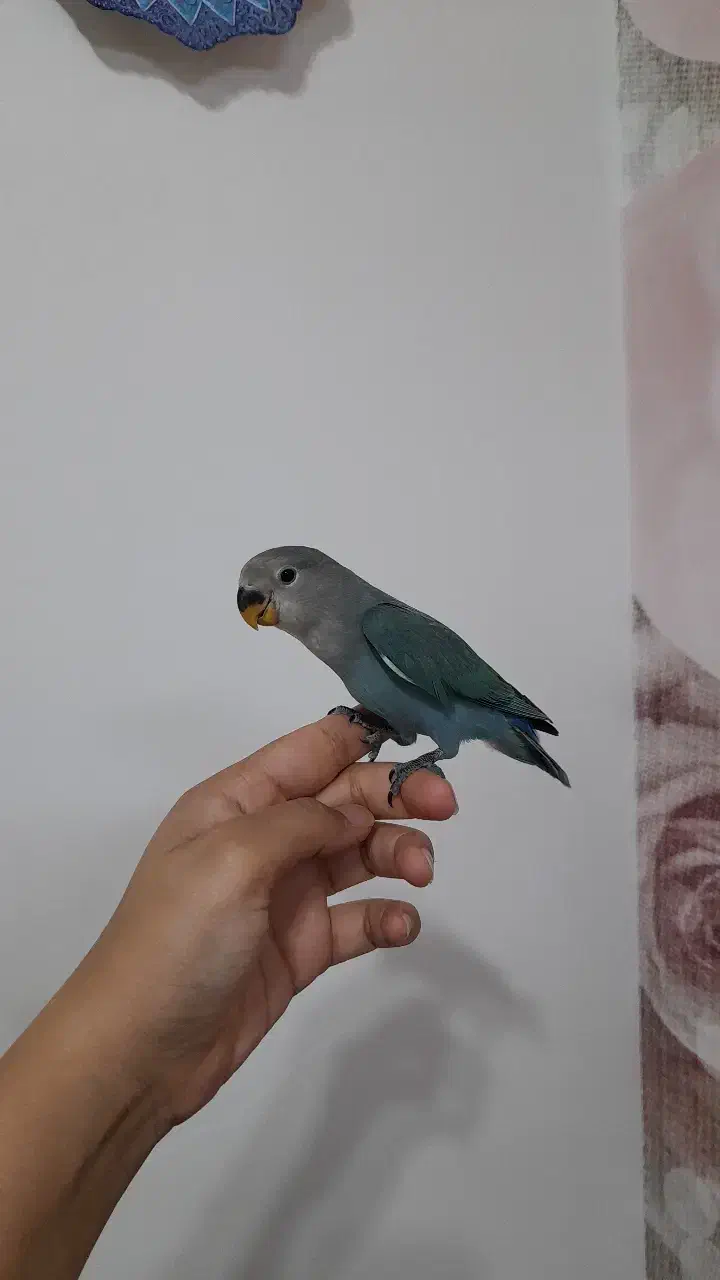 کوتوله برزیلی|پرنده|خمینی‌شهر, |دیوار