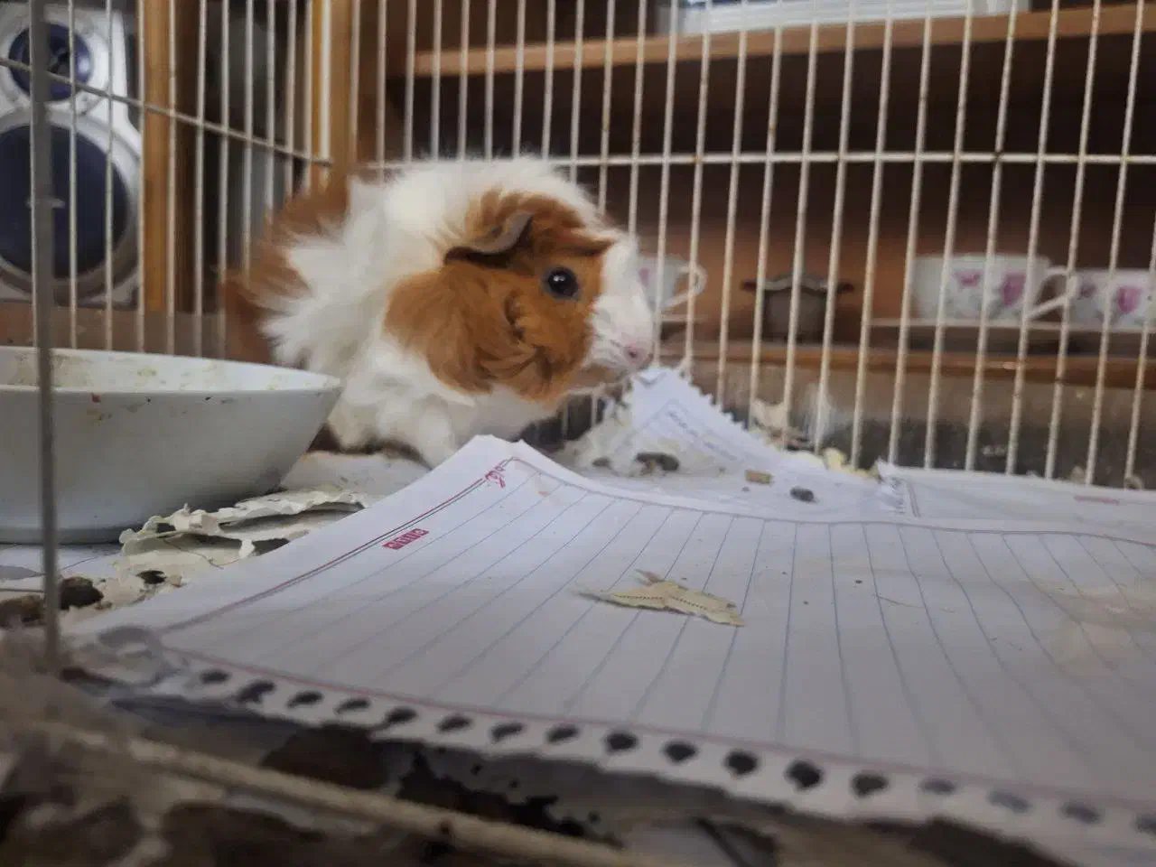 خوکچه هندی|موش و خرگوش|مشهد, احمدآباد|دیوار