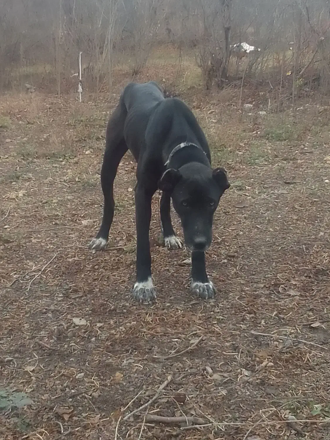 سگ سرابی|سگ|تبریز, |دیوار