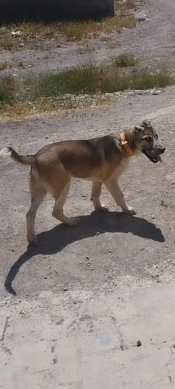 گمشده|حیوانات|تبریز, |دیوار