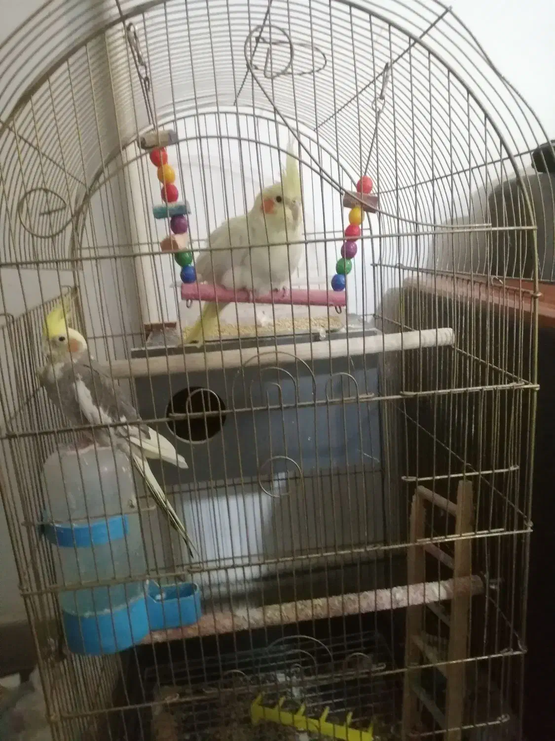 عروس هلندی|پرنده|قرچک, مجتمع گلشهر|دیوار