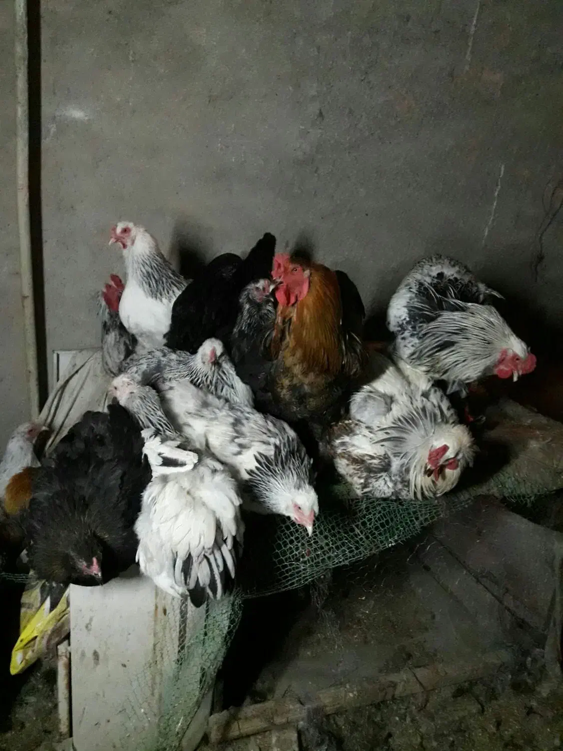 مرغ وخروس وتخم مرغ برهما|حیوانات مزرعه|پاکدشت, پاکدشت (مامازند)|دیوار