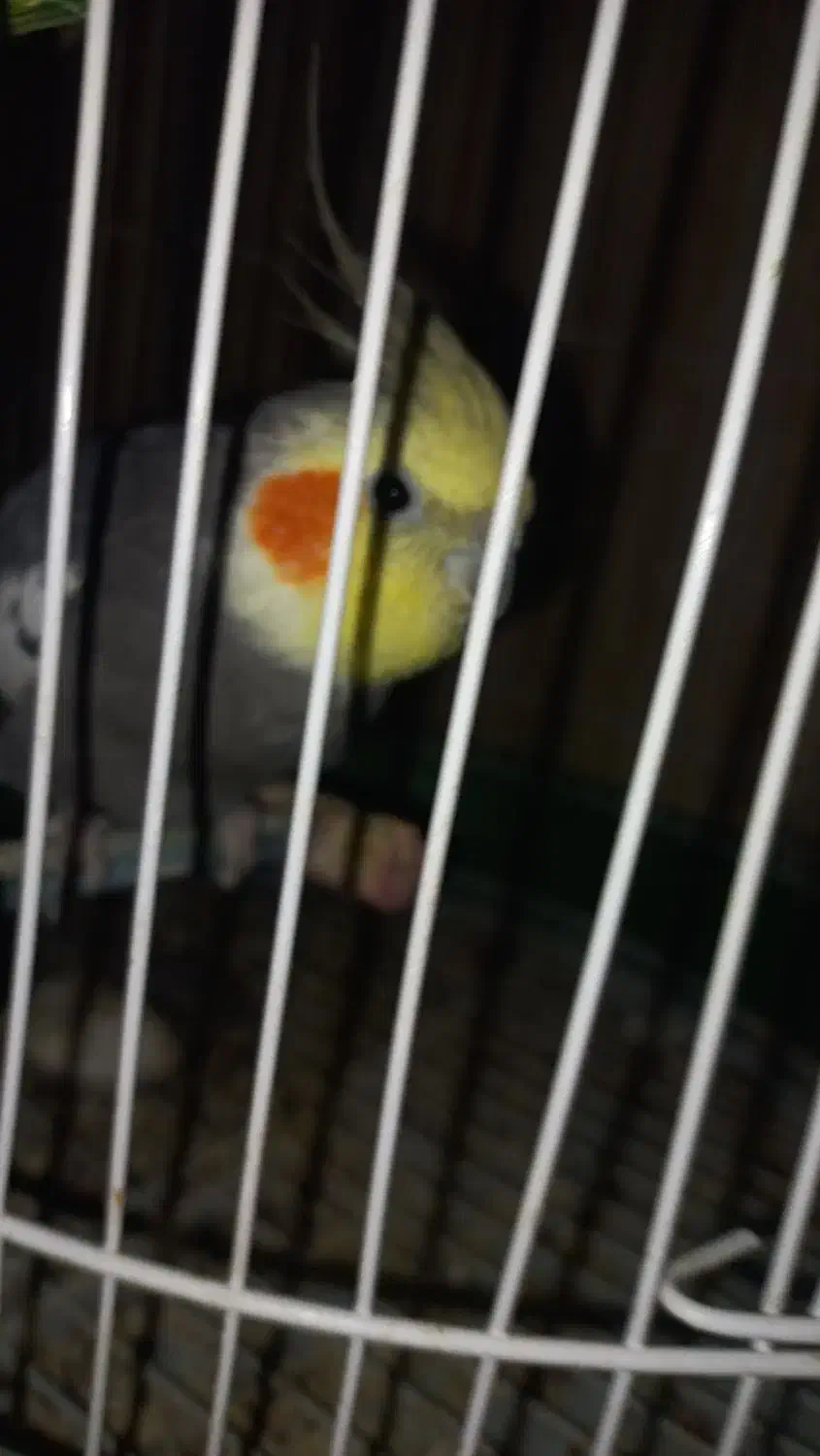 فروش ویژه عروس هلندی نر بالغ طوسی|پرنده|بافق, |دیوار