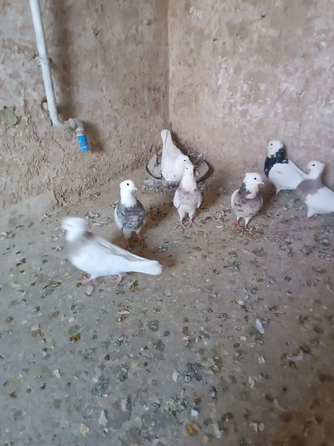 کبوتر طوقی|پرنده|قروه, |دیوار