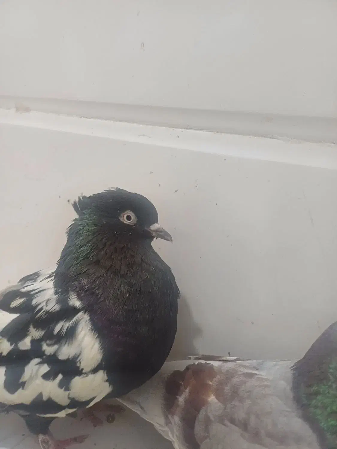 پرنده|پرنده|مسجد سلیمان, |دیوار