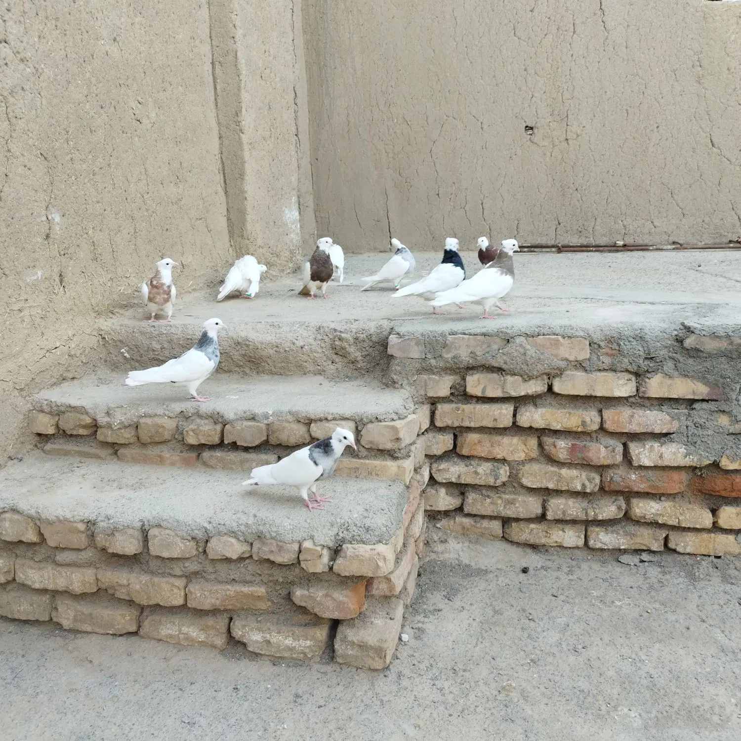 پرنده|پرنده|بیرجند, |دیوار