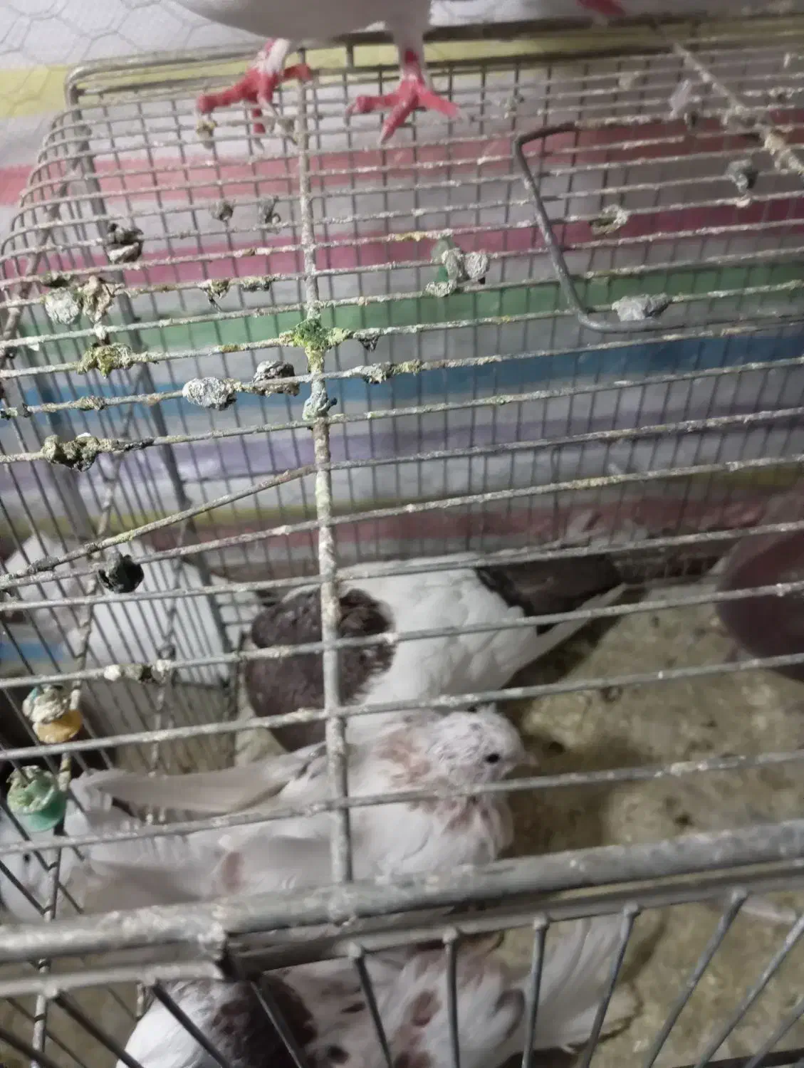 کفتر تهرانی|پرنده|بروجرد, |دیوار