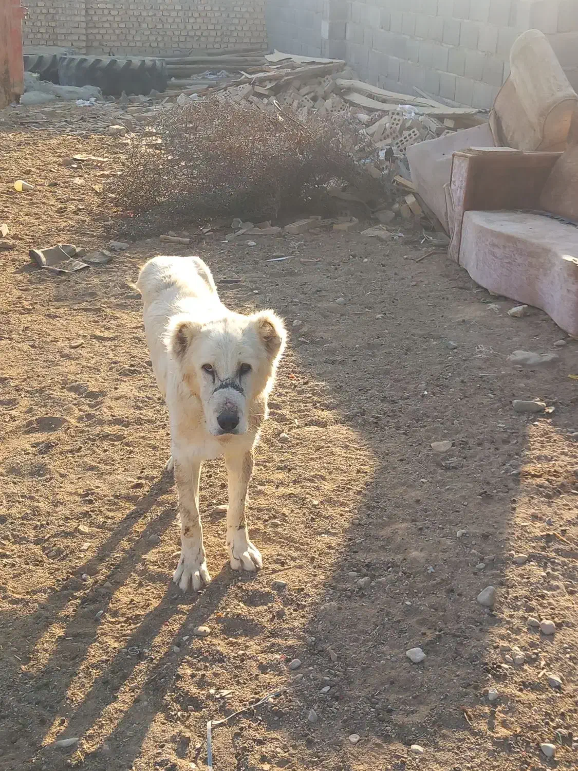 سگ گله دوساله|سگ|پیشوا, |دیوار