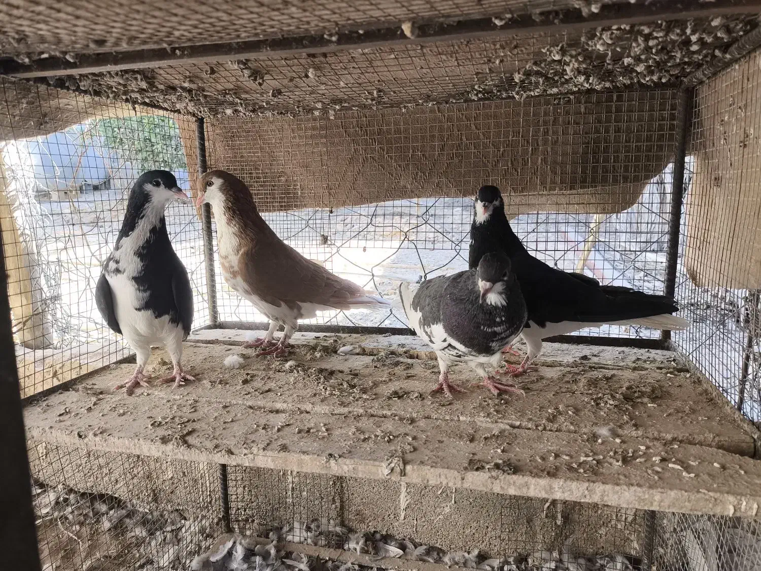 شهری و چپ|پرنده|فسا, |دیوار