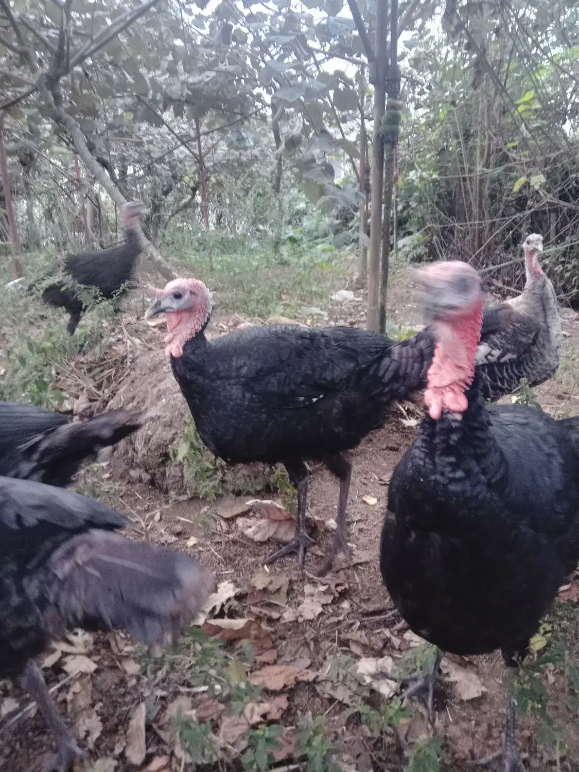 بوقلمون نر و ماده ،زنده|حیوانات مزرعه|تالش, جوکندان|دیوار