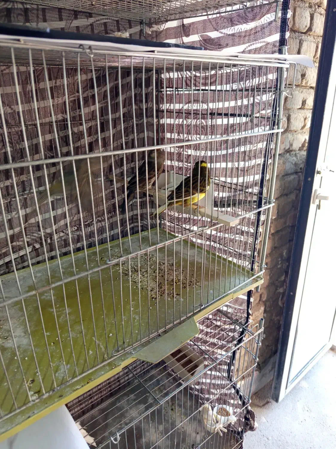 قنار نر وماده|پرنده|اشنویه, |دیوار