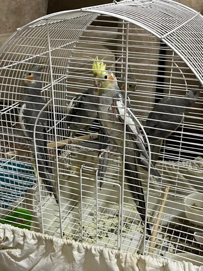 عروس هلندی.طوطی عروس|پرنده|رشت, کوی مهر|دیوار