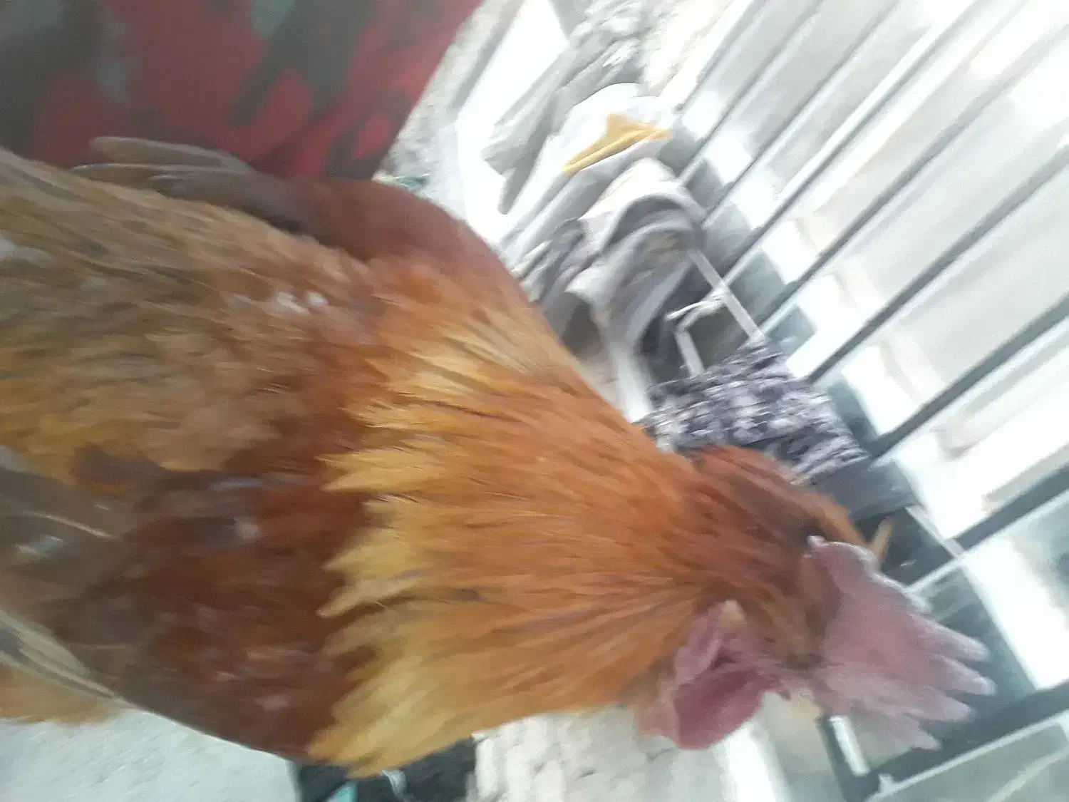 خروس|حیوانات مزرعه|قوچان, |دیوار