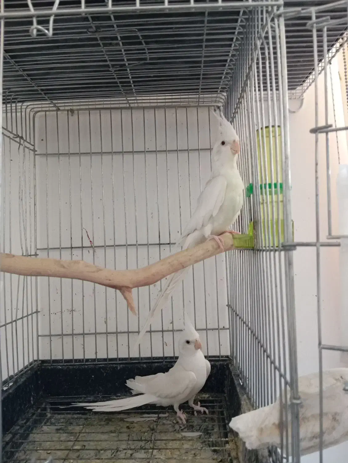 عروس البینو|پرنده|تربت‌حیدریه, طالقانی|دیوار