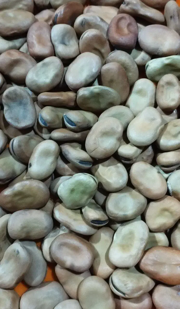 باقلا خشک خوش پخت امسالی ( باقالی شب چله )|خوردنی و آشامیدنی|نکا, |دیوار