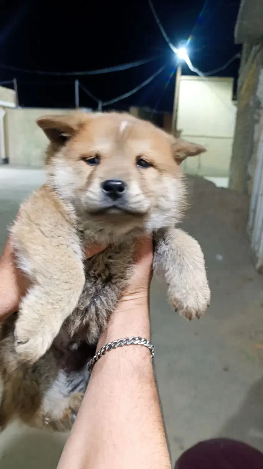 سگ چاو چاو|سگ|گراش, |دیوار