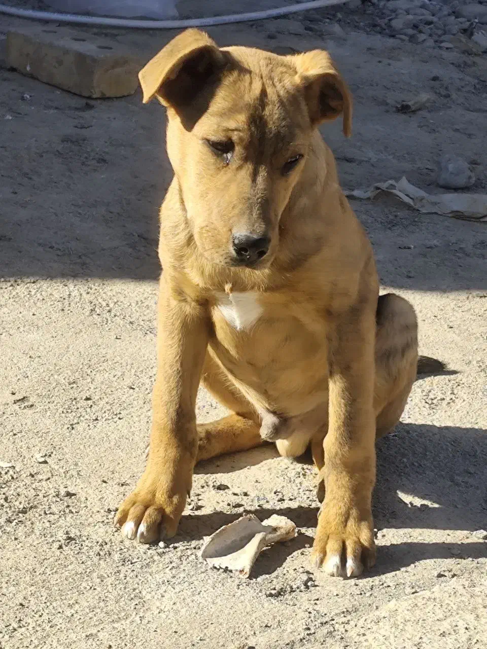 سگ پیتبول نژاد خوب ۲ماه هست با تغذیه سالم|سگ|نیشابور, گنبد سبز|دیوار