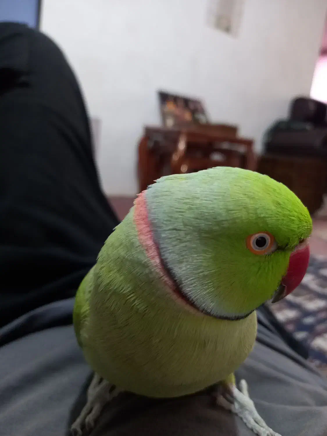 طوطی ملنگو سخنگو|پرنده|طبقده, |دیوار