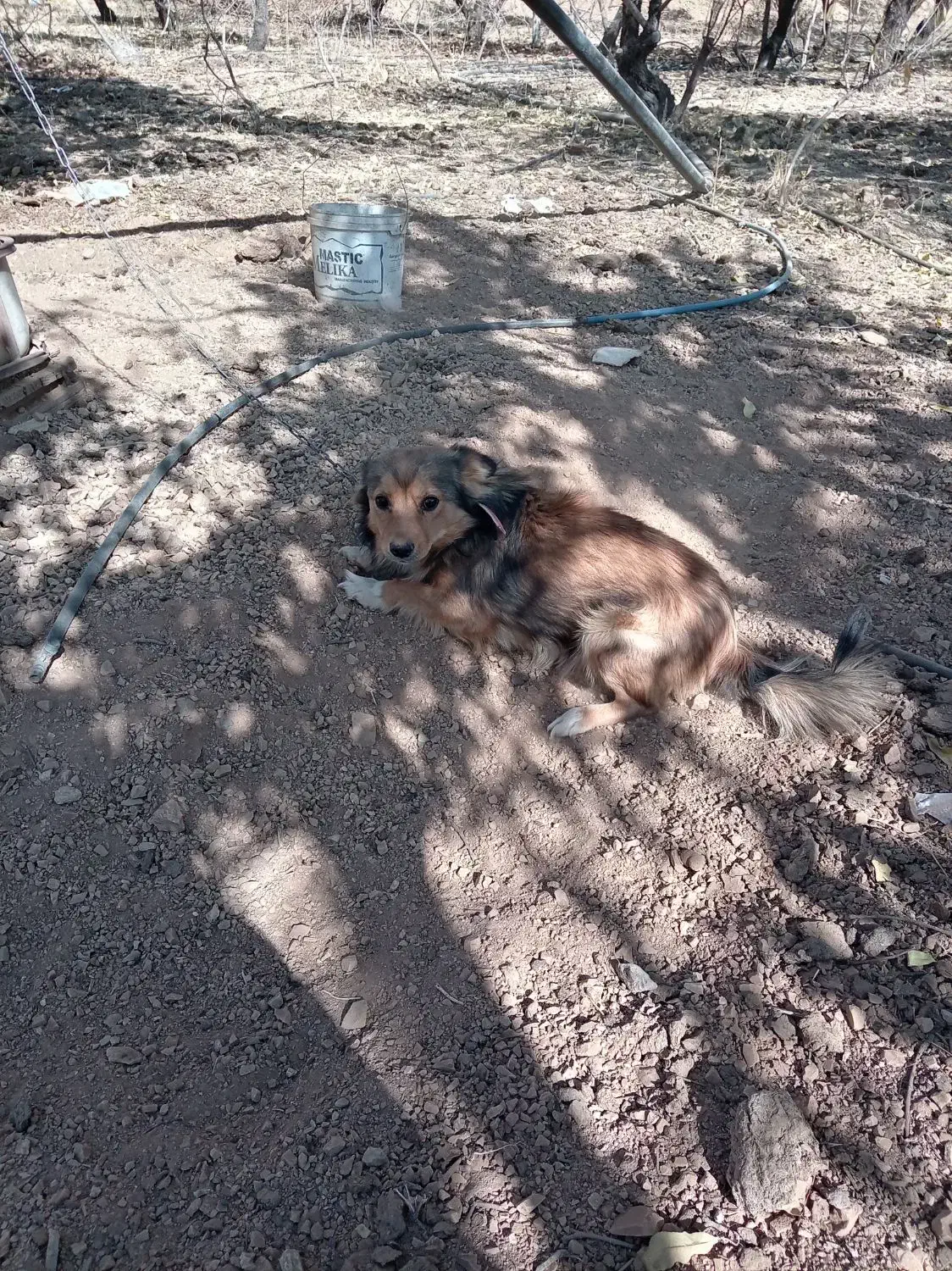 سگ برای نگهداری در باغ|سگ|زاینده رود, |دیوار