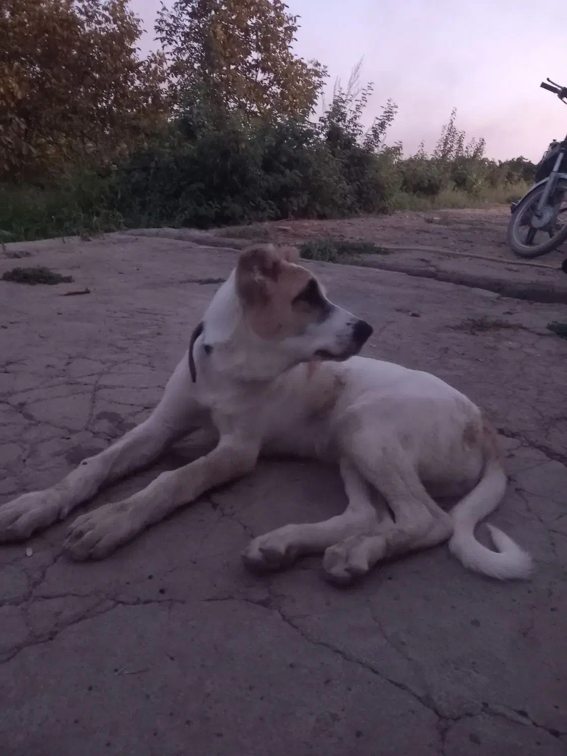 سگ گم شده|سگ|میاندوآب, |دیوار