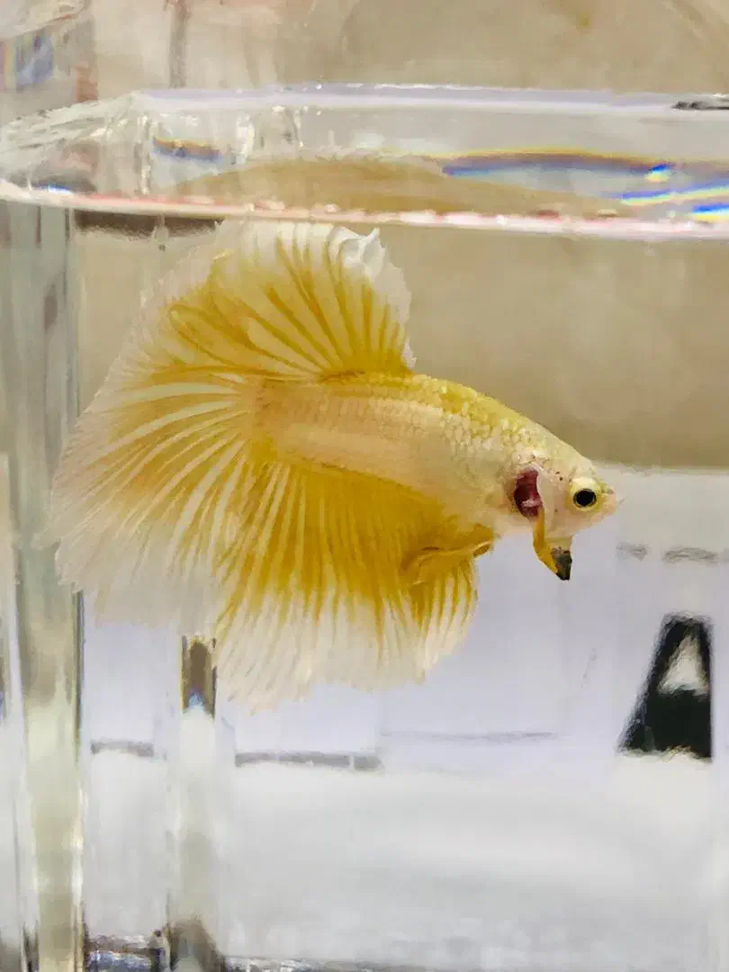 فایتر Betta|ماهی|شیراز, فرگاز|دیوار