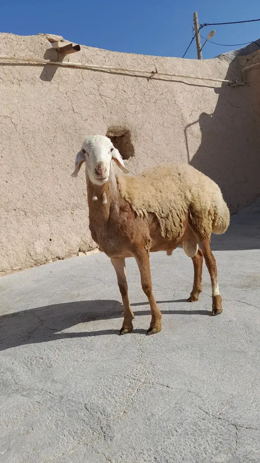 قوچ‌فروشی|حیوانات مزرعه|دهگلان, |دیوار