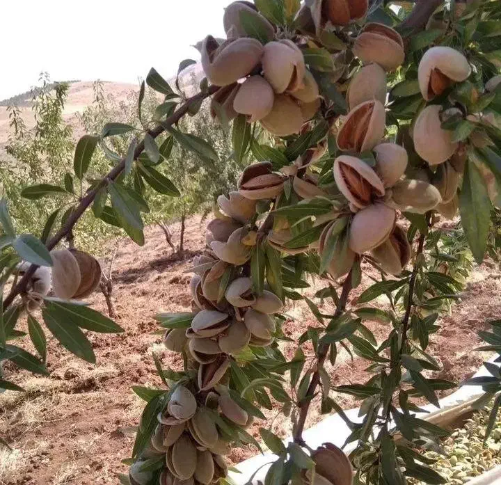 نهالستان گردو و بادام دیرگل و پربار پالیز|خدمات باغبانی و درختکاری|نیر (یزد), |دیوار