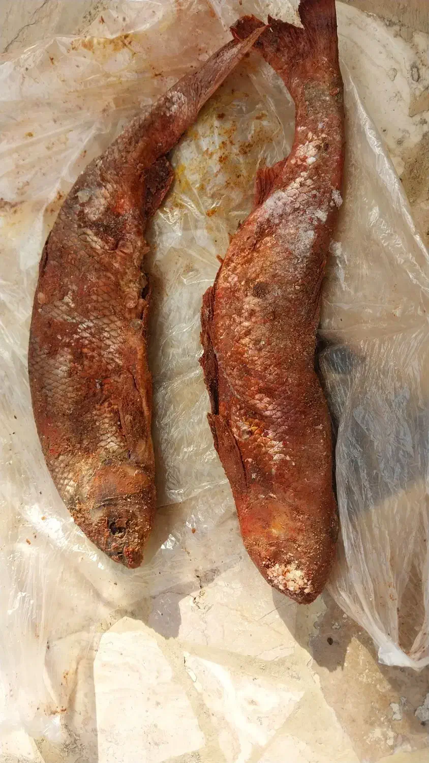 ماهی شور|ماهی|بندر انزلی, میان پشته|دیوار