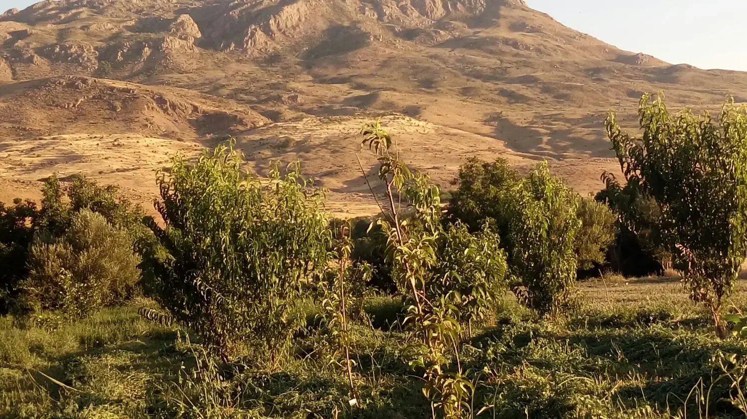 فروش باغ گردو|فروش خانه و ویلا|الشتر, |دیوار