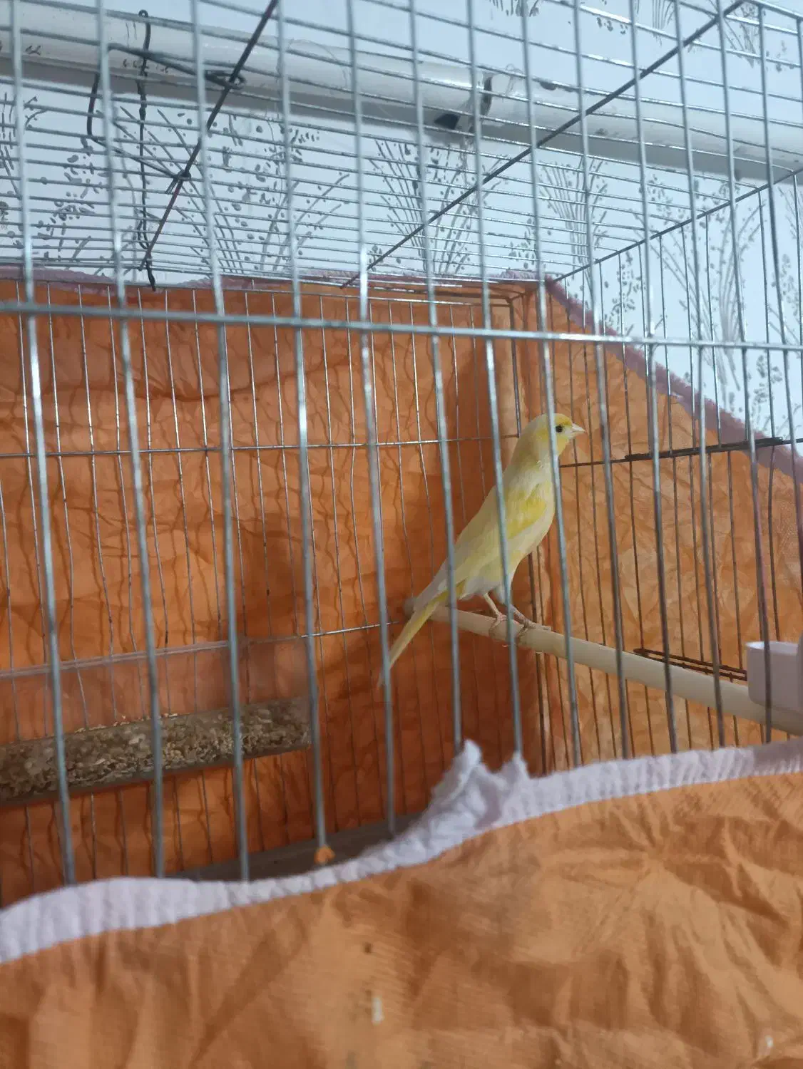 قناری نر جوان|پرنده|مسجد سلیمان, |دیوار