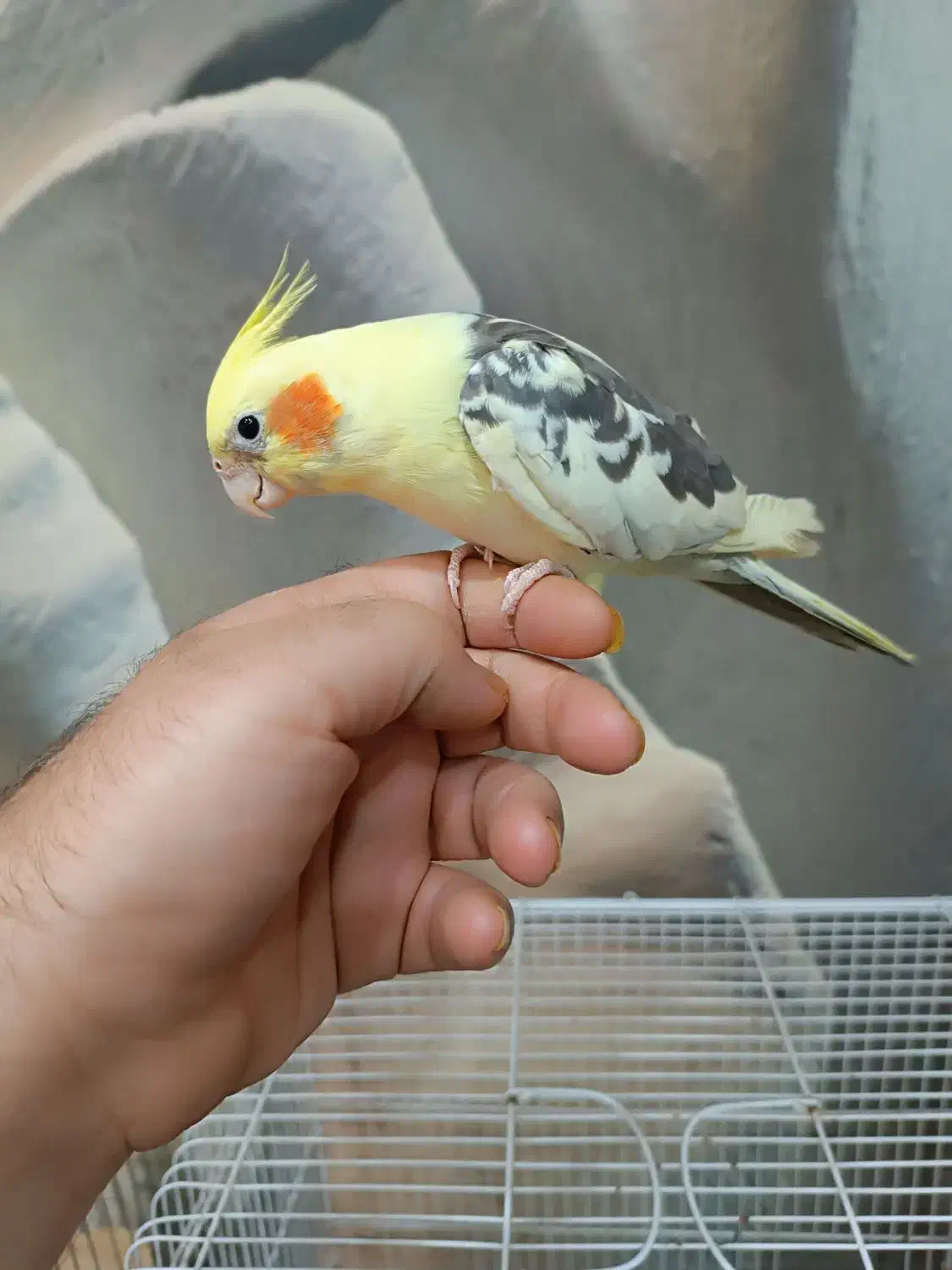 عروس هلندی نر کاملا رام ودستی|پرنده|دوگنبدان, |دیوار