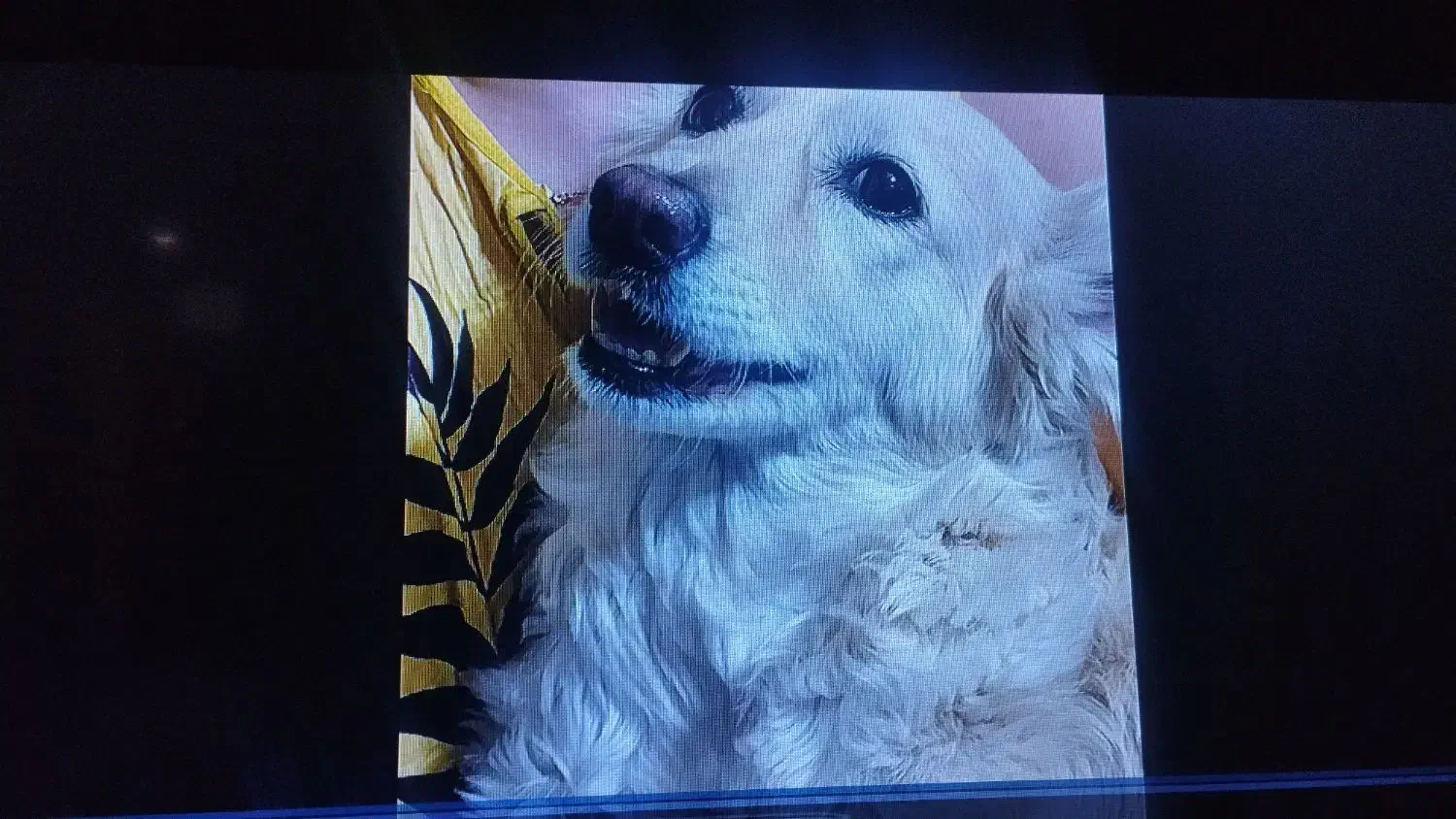 اجاره اتاق.خوابگاه.همخونه خانم.پانسیون.کیانپارس|اجارهٔ آپارتمان|اهواز, کیانپارس |دیوار