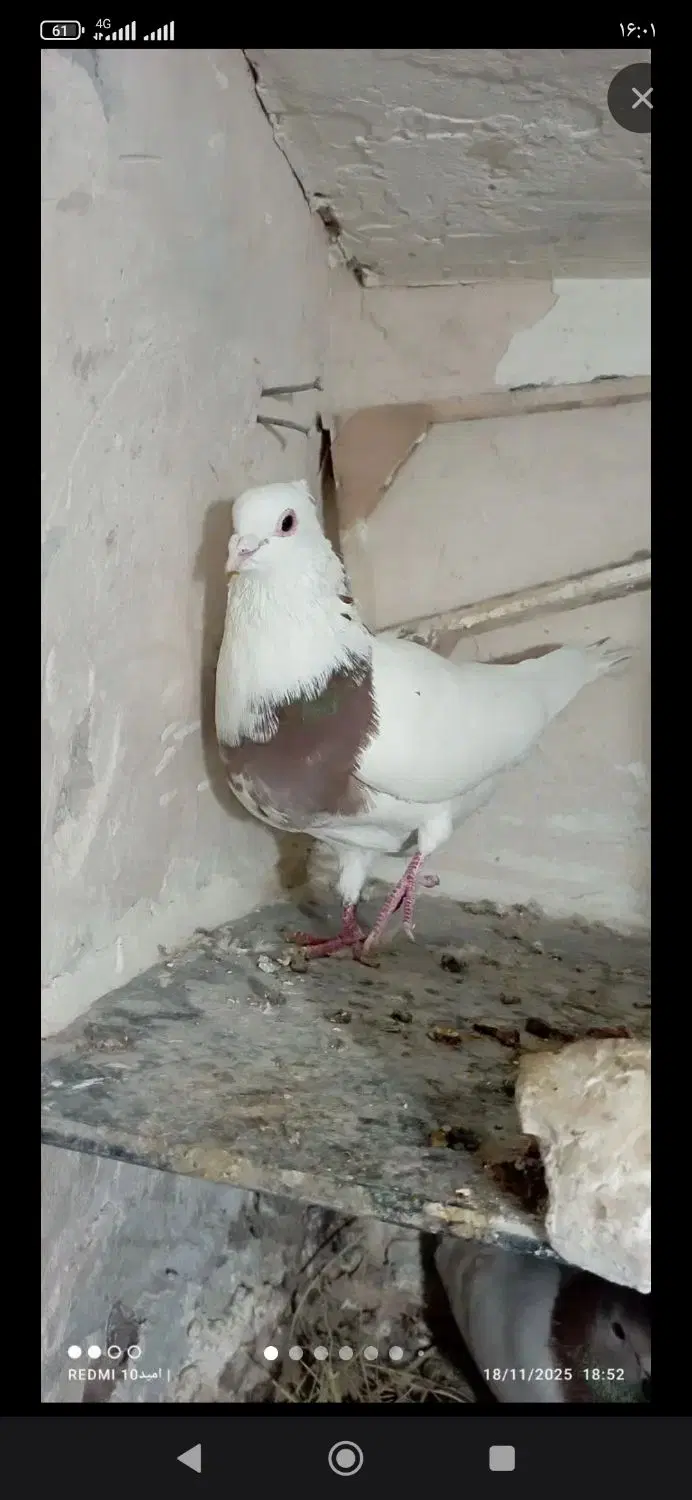 کبوتر|پرنده|مانه, |دیوار