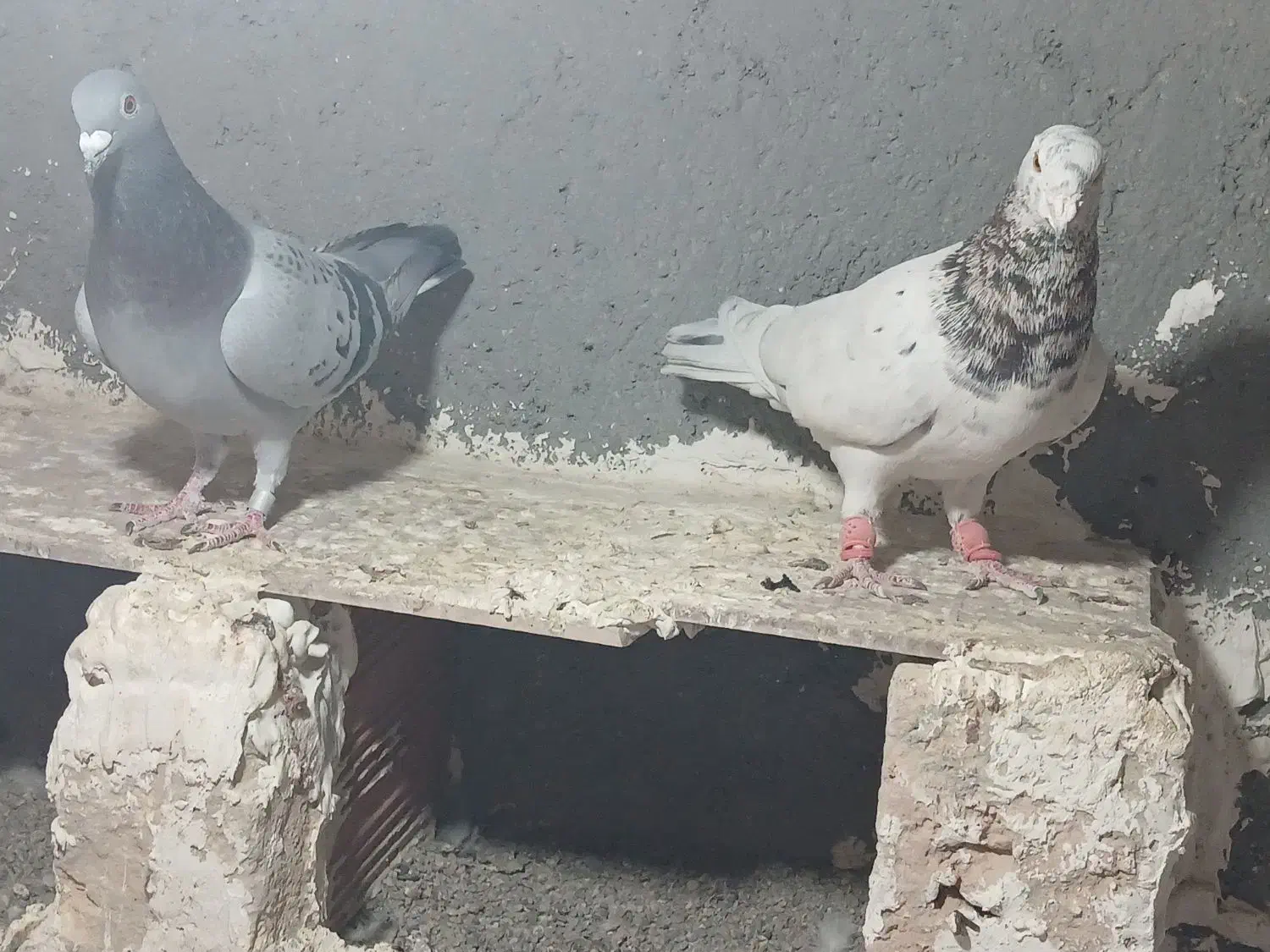کبتور جوجه گیری|پرنده|شیروان (خراسان), |دیوار