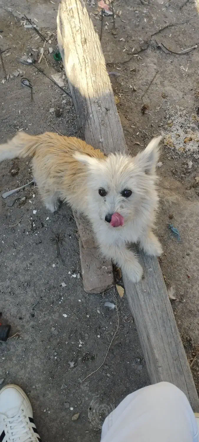 سک پا کوتاه|سگ|اردبیل, |دیوار