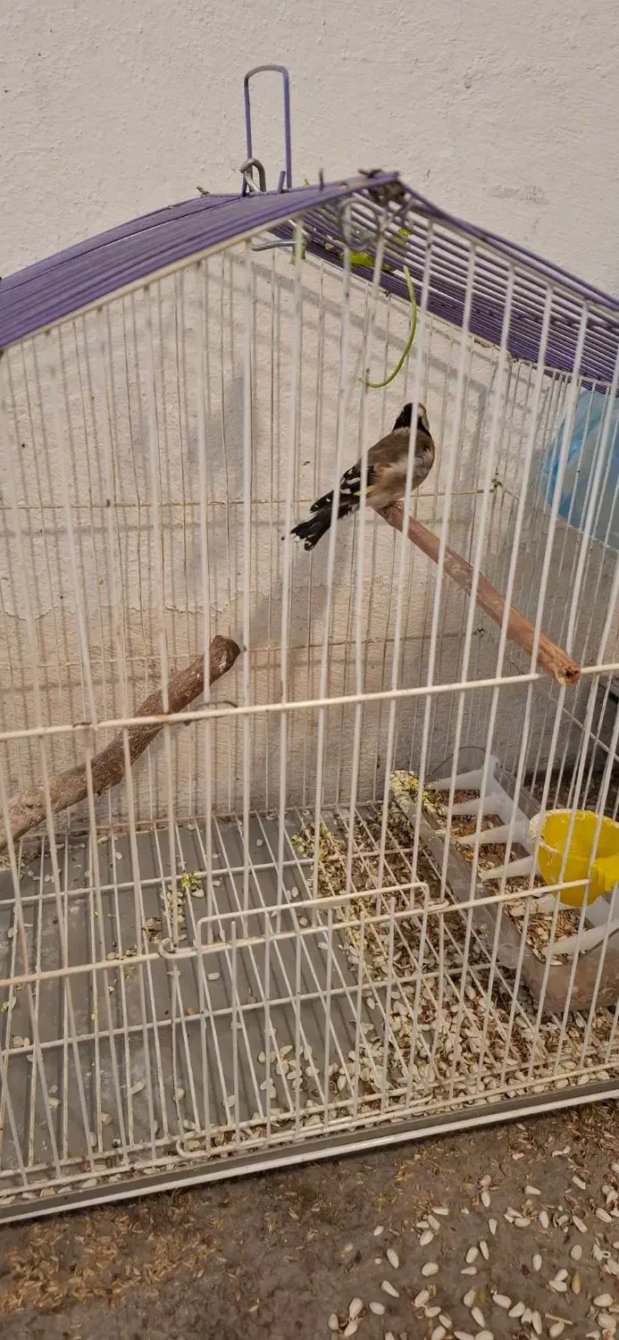 سهره ماده سهره خاکی|پرنده|کرمانشاه, |دیوار