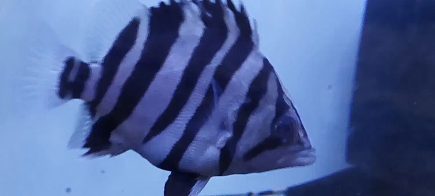 ماهی تایگر سوماترا|ماهی|بروجرد, |دیوار